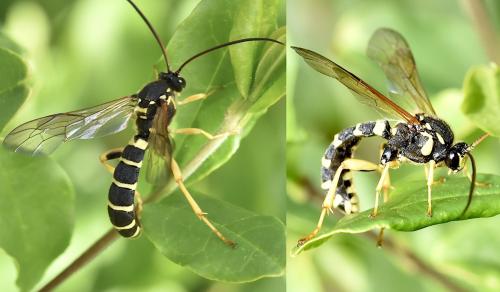 Metopius dentatus