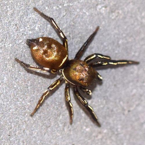 Réf. 340 581 : Heliophanus aeneus