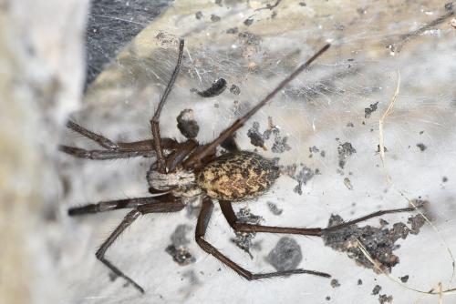 Eratigena sp.