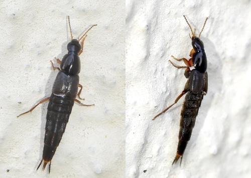 Réf. 340 465 : Quedius sp.