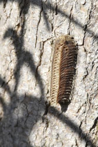 Réf. 340 254 : Iris oratoria