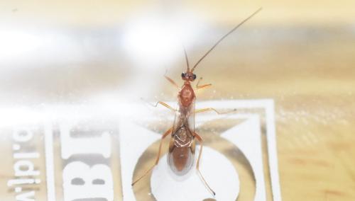 Réf. 340 541 : Aleiodes sp.