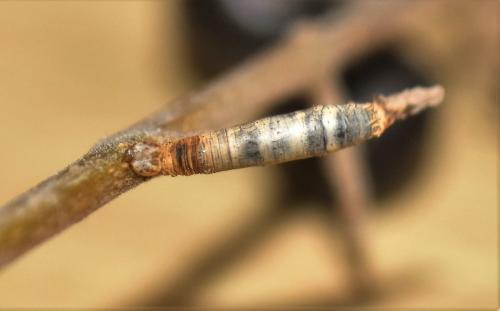 Réf. 340 092 : Aleiodes sp.