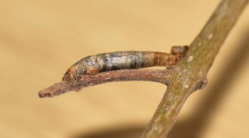 Réf. 340 091 : Aleiodes sp.