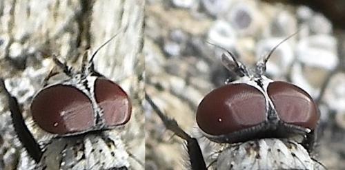 Limnophora obsignata