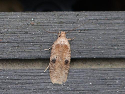Réf. 340 075 : Agonopterix propinquella