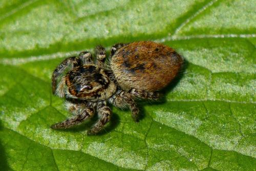 Réf. 340 363 : Carrhotus xanthogramma