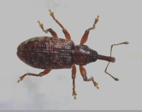 Réf. 340 106 : Dorytomus sp.
