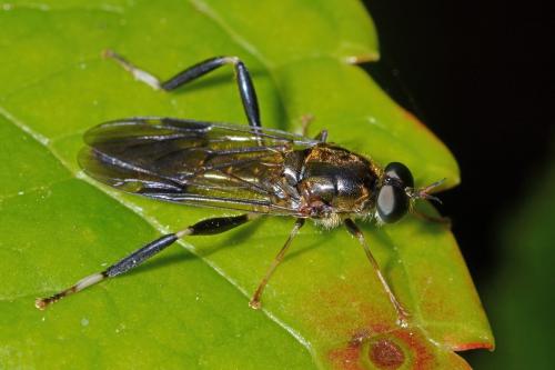 Exaireta spinigera