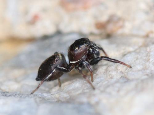 Heliophanus tribulosus