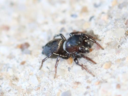 Heliophanus tribulosus