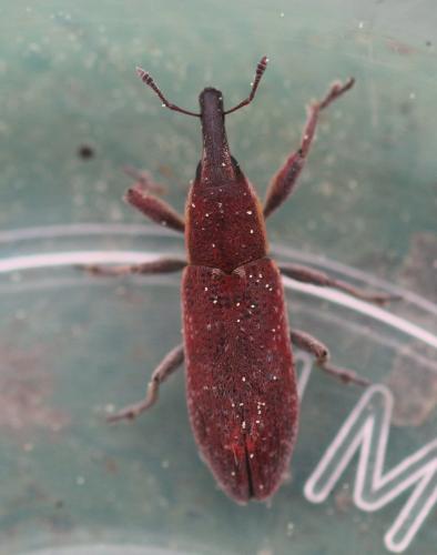 Réf. 340 139 : Lixus vilis