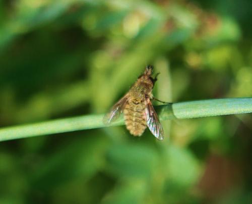 Réf. 340 516 : Conophorus sp.