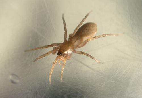 Harpactea sp.