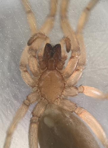 Harpactea sp.