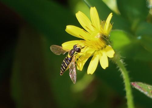 Sphaerophoria sp.