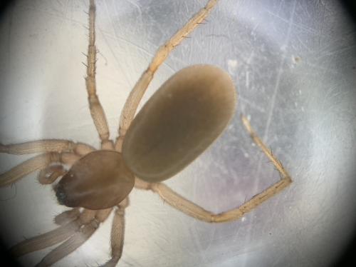 Harpactea sp.