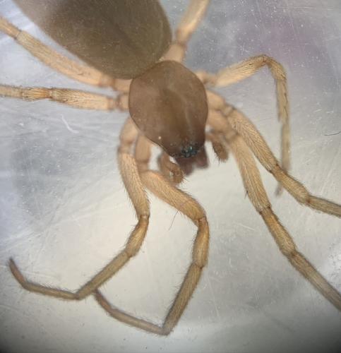 Réf. 340 247 : Harpactea sp.