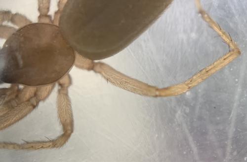 Réf. 340 249 : Harpactea sp.