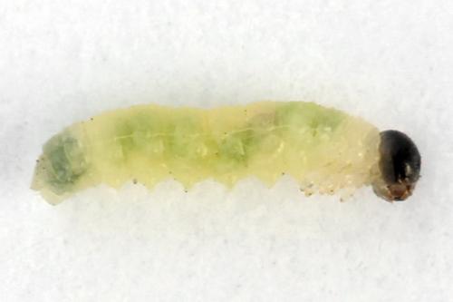 Euura proxima