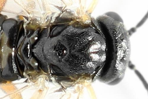 Euura proxima