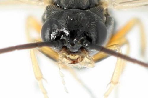 Euura proxima