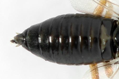 Euura proxima