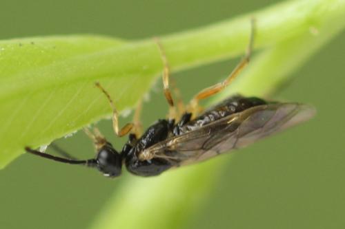 Euura proxima