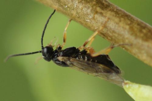 Euura proxima