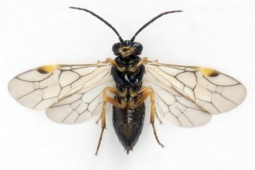 Euura proxima