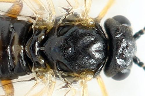 Euura proxima