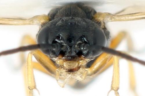 Euura proxima