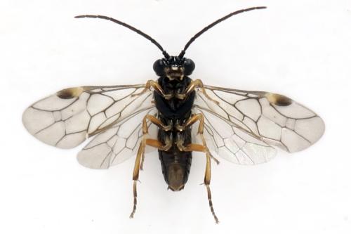 Euura proxima