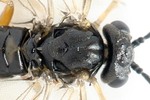 Euura proxima