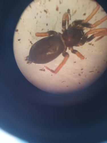 Trachyzelotes pedestris