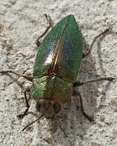 Latipalpis plana