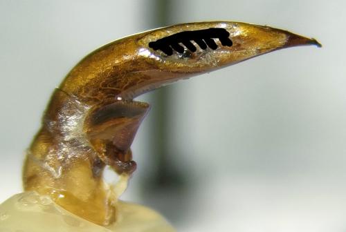 Harpalus cupreus