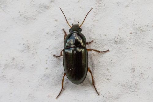 Réf. 340 066 : Amara lucida