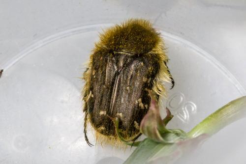 Réf. 340 136 : Tropinota hirta