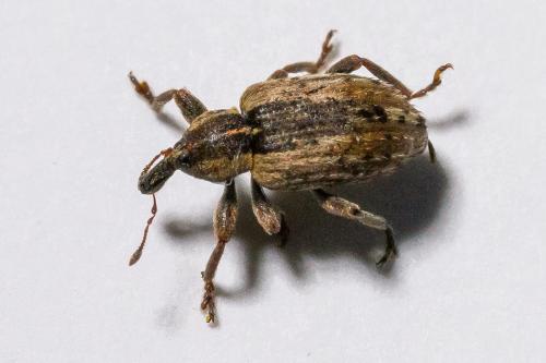 Réf. 340 273 : Hypera postica