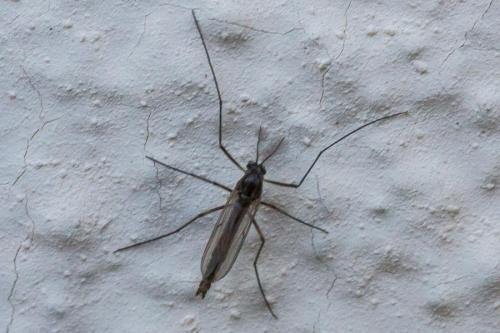 Réf. 340 445 : Chironomini inconnu