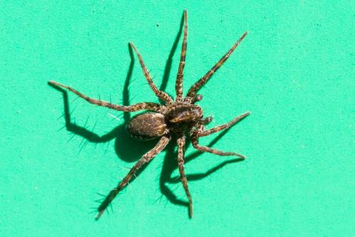 Réf. 340 550 : Pardosa sp.