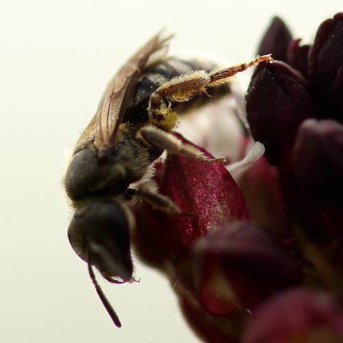 Réf. 340 365 : Lasioglossum sp.