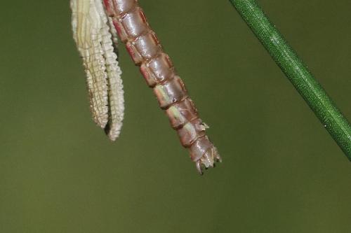 Pyrrhosoma nymphula