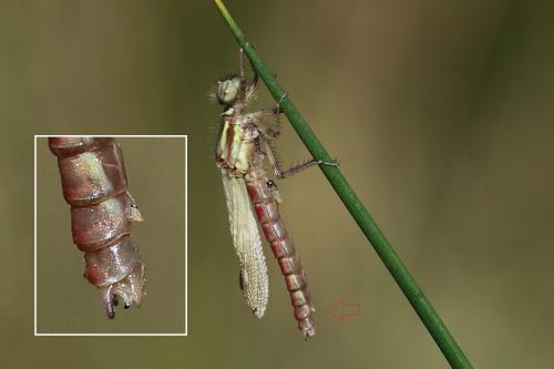 Pyrrhosoma nymphula