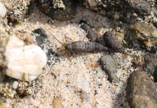 Petrobius sp.