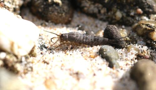 Petrobius sp.