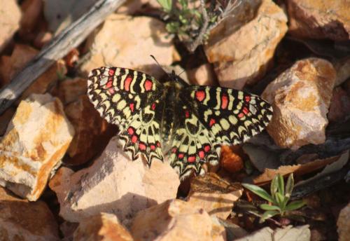 Zerynthia rumina