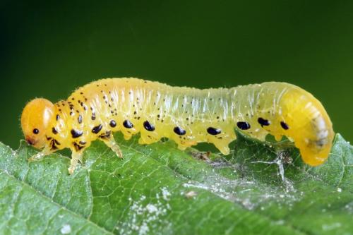 Réf. 340 835 : Pristiphora maesta