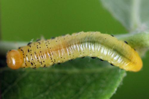 Réf. 340 836 : Pristiphora maesta